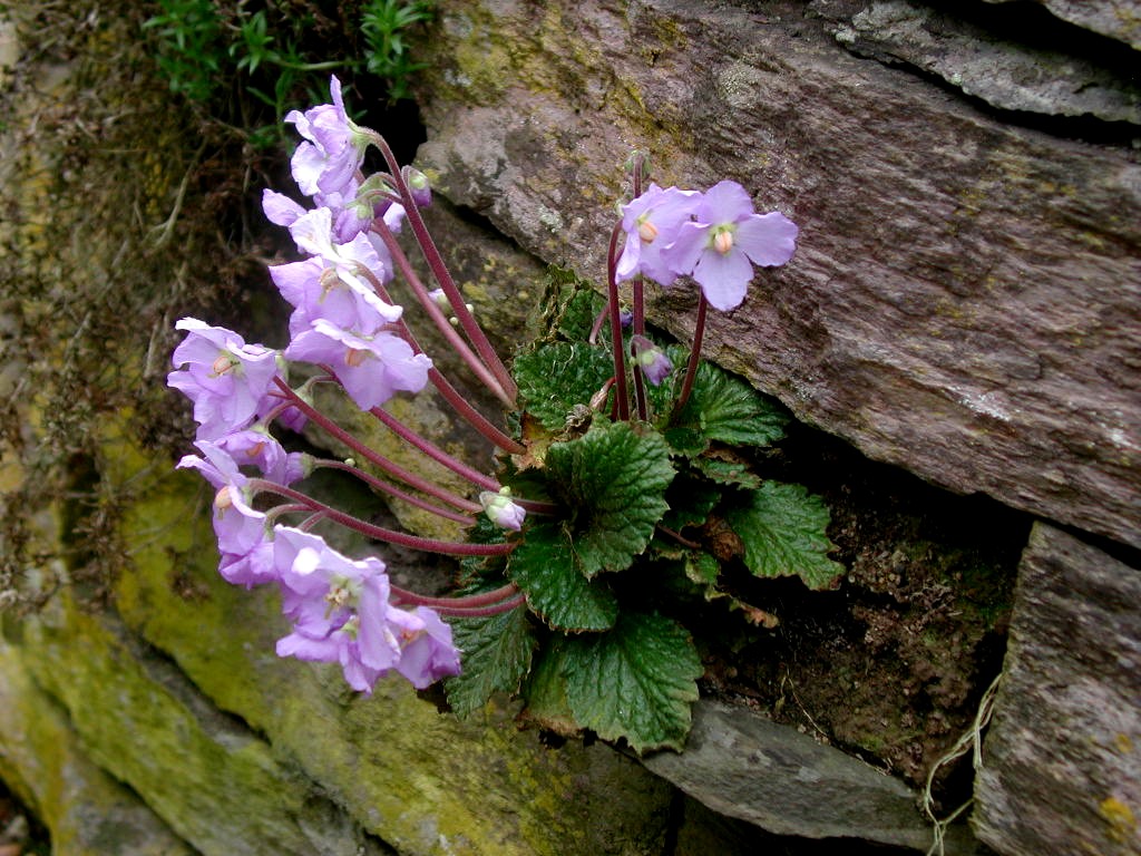 La flor fénix de los Balcanes: Historia, botánica y el peso de la ramonda de Natalija en la cultura de Serbia
